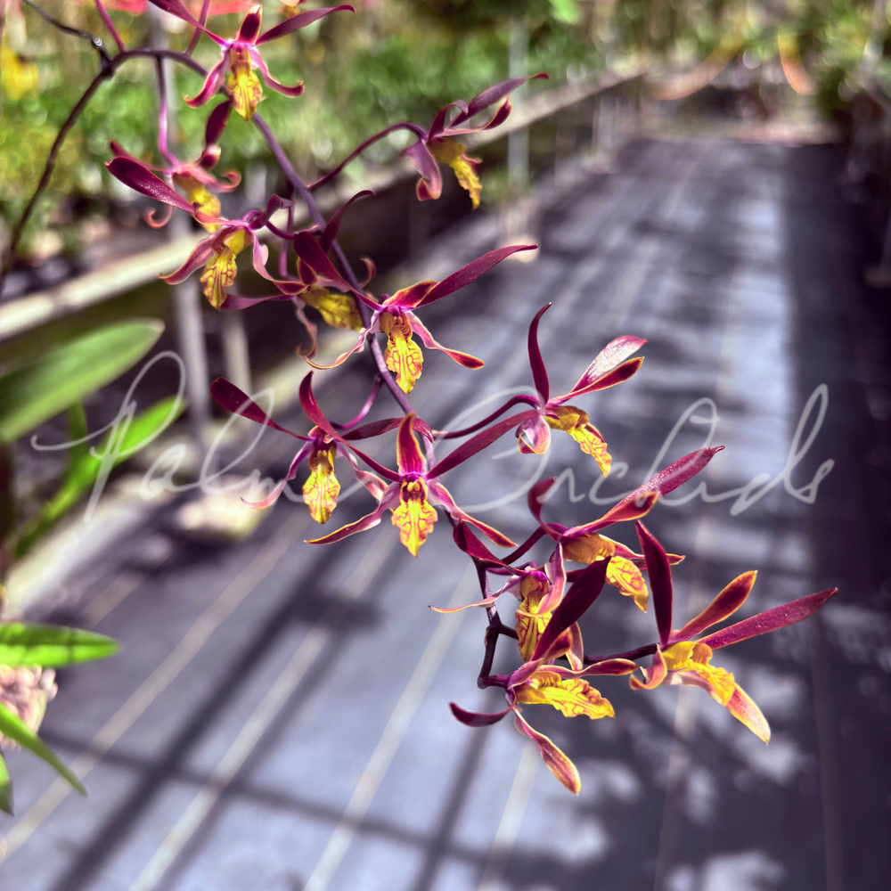 Dendrobium — Palmer Orchids